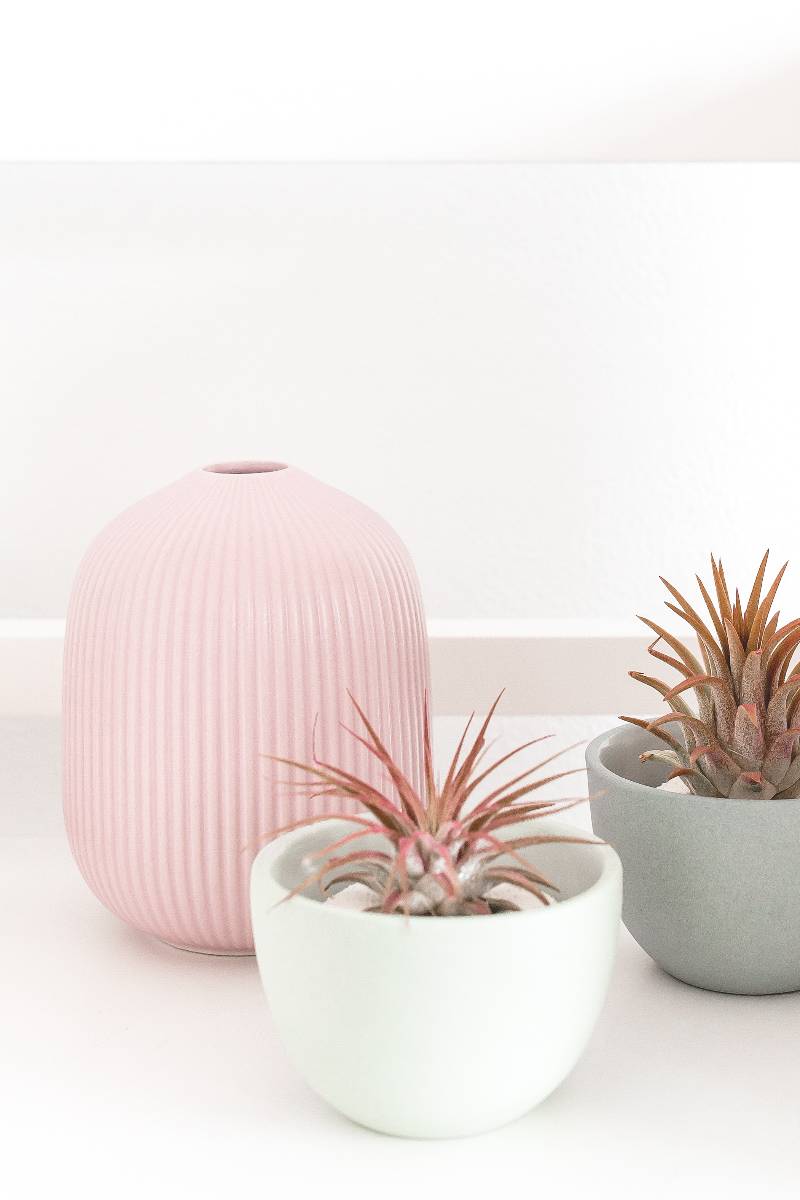 pink vase and succulents