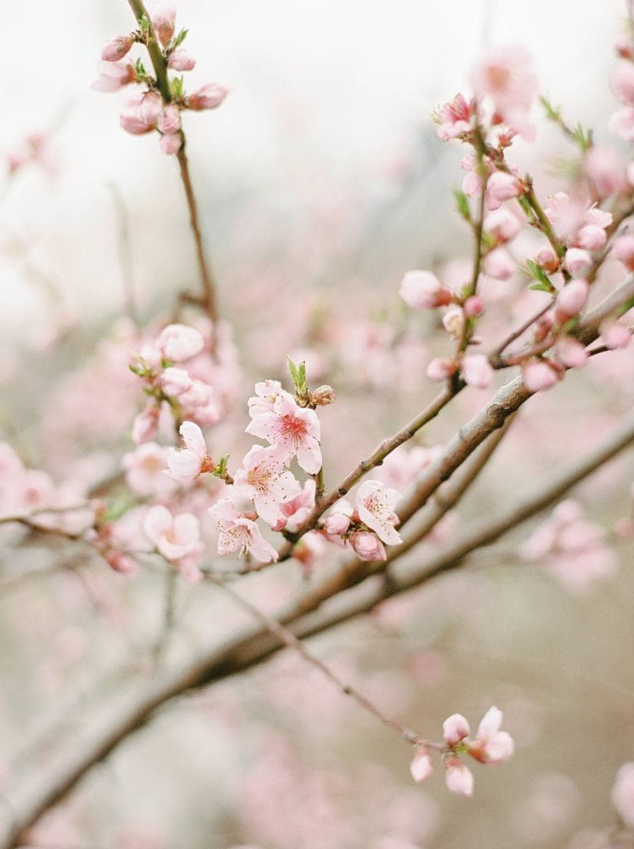 cherry blossoms