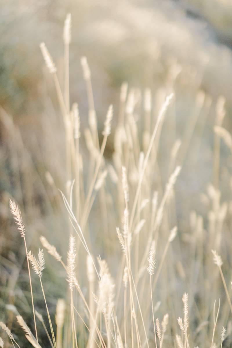 a closeup picture of hay in a field