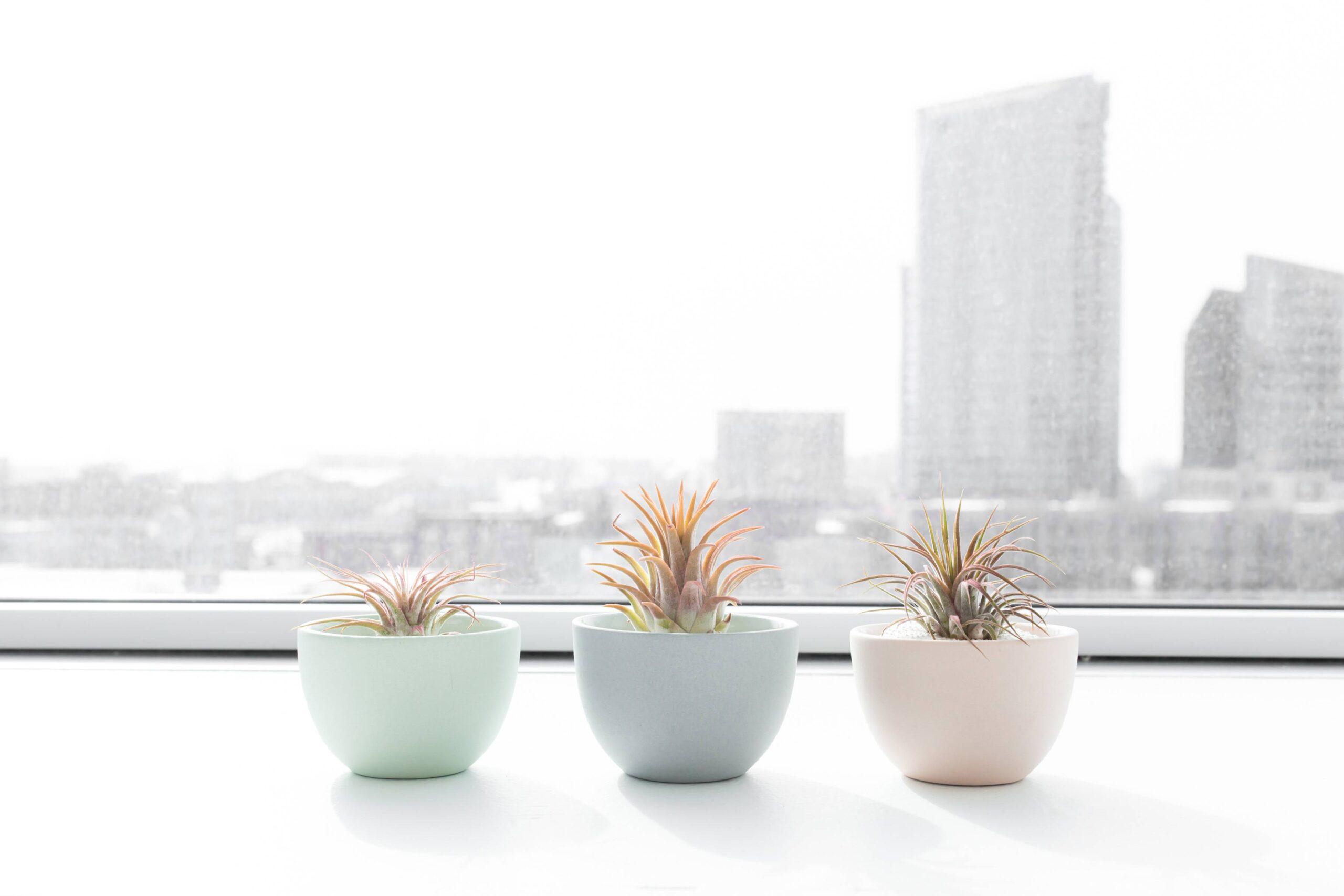 3 succulent plants in a window sill