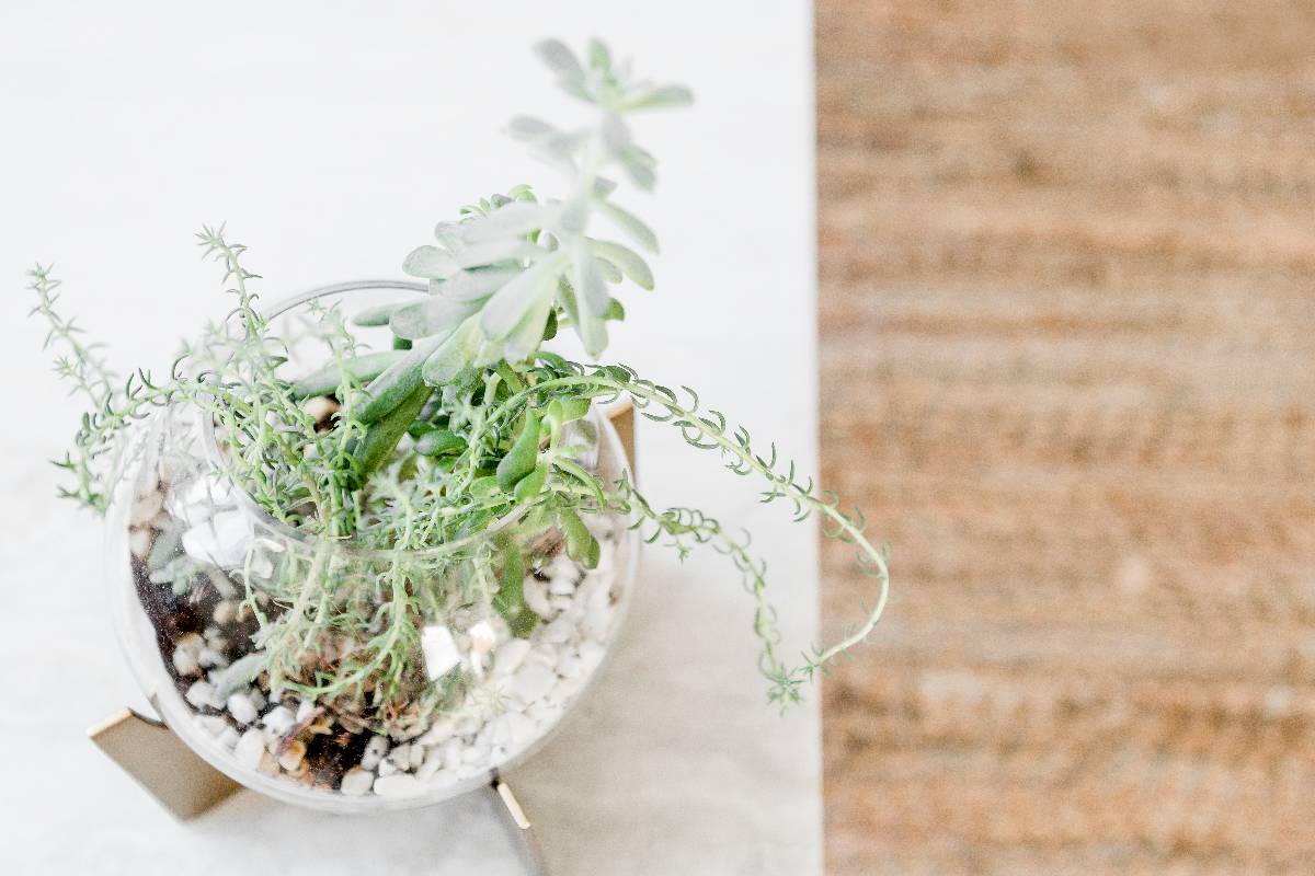 succulent plant on a desk