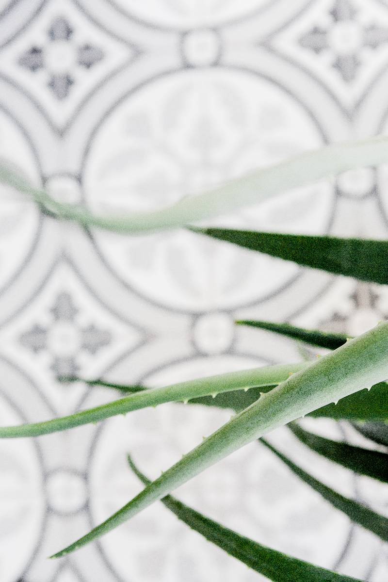 branches of an aloe plant with a decorative tile in the background