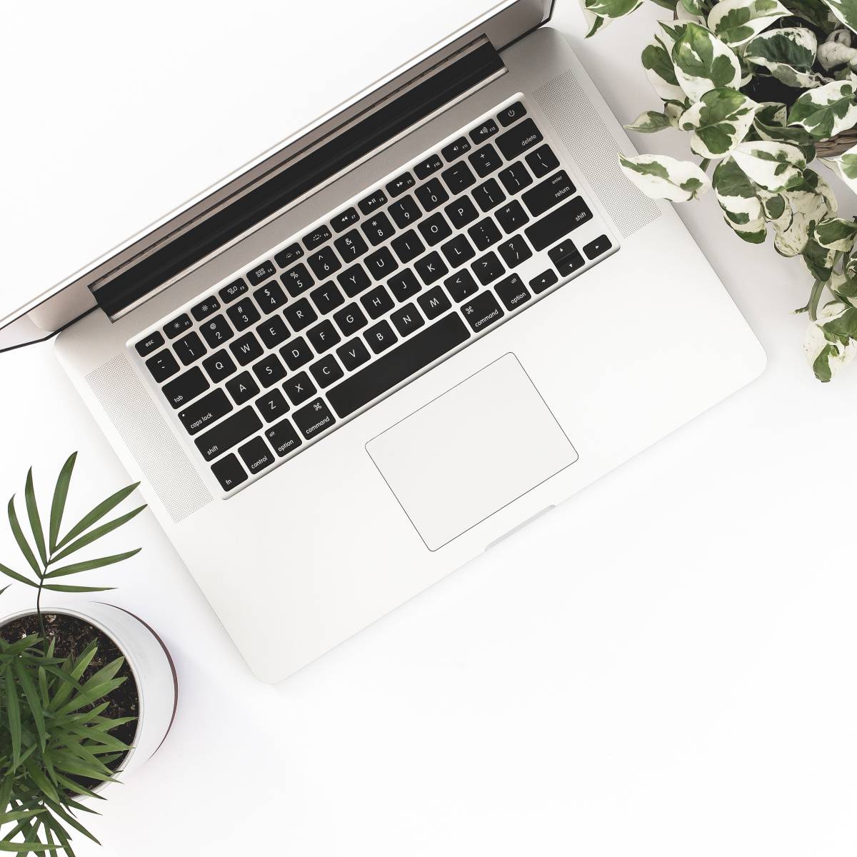 laptop on a white background with plants surrounding it