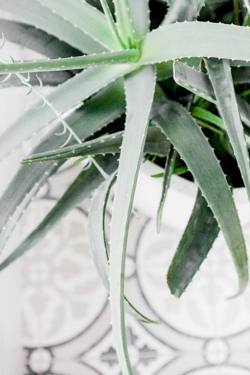 aloe plant with a decorative tile in the background