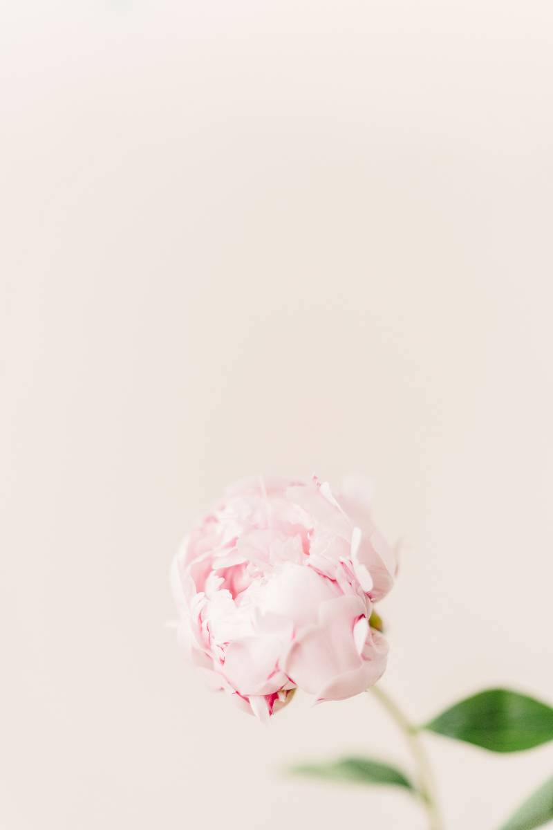 pink roses on a tan background