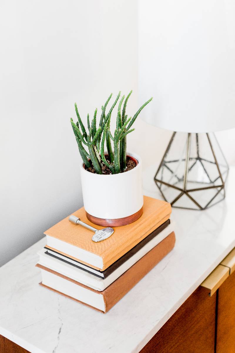 plant on a stack of books on a white desk