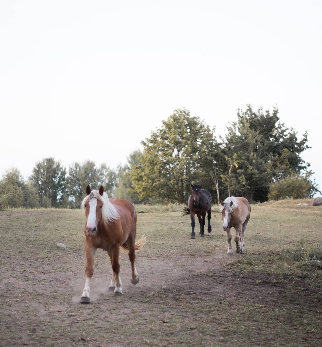 three horses on a trail